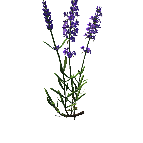 Flower  Lavandula 1